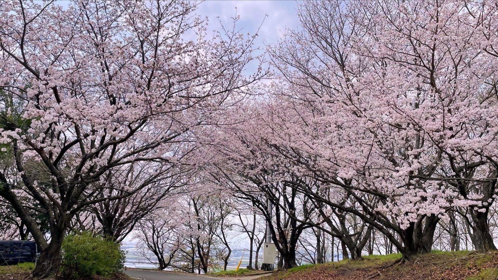 草枕てんすいの桜