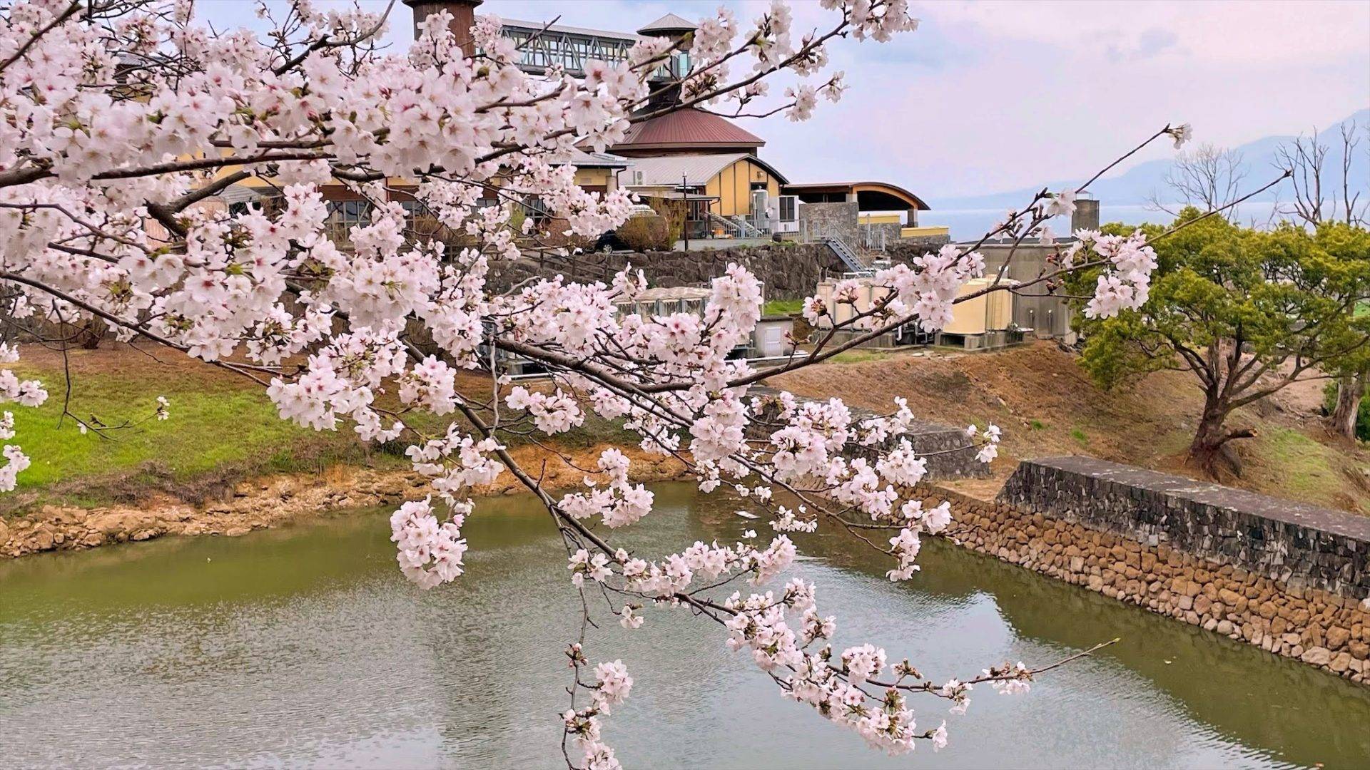 草枕てんすいの桜